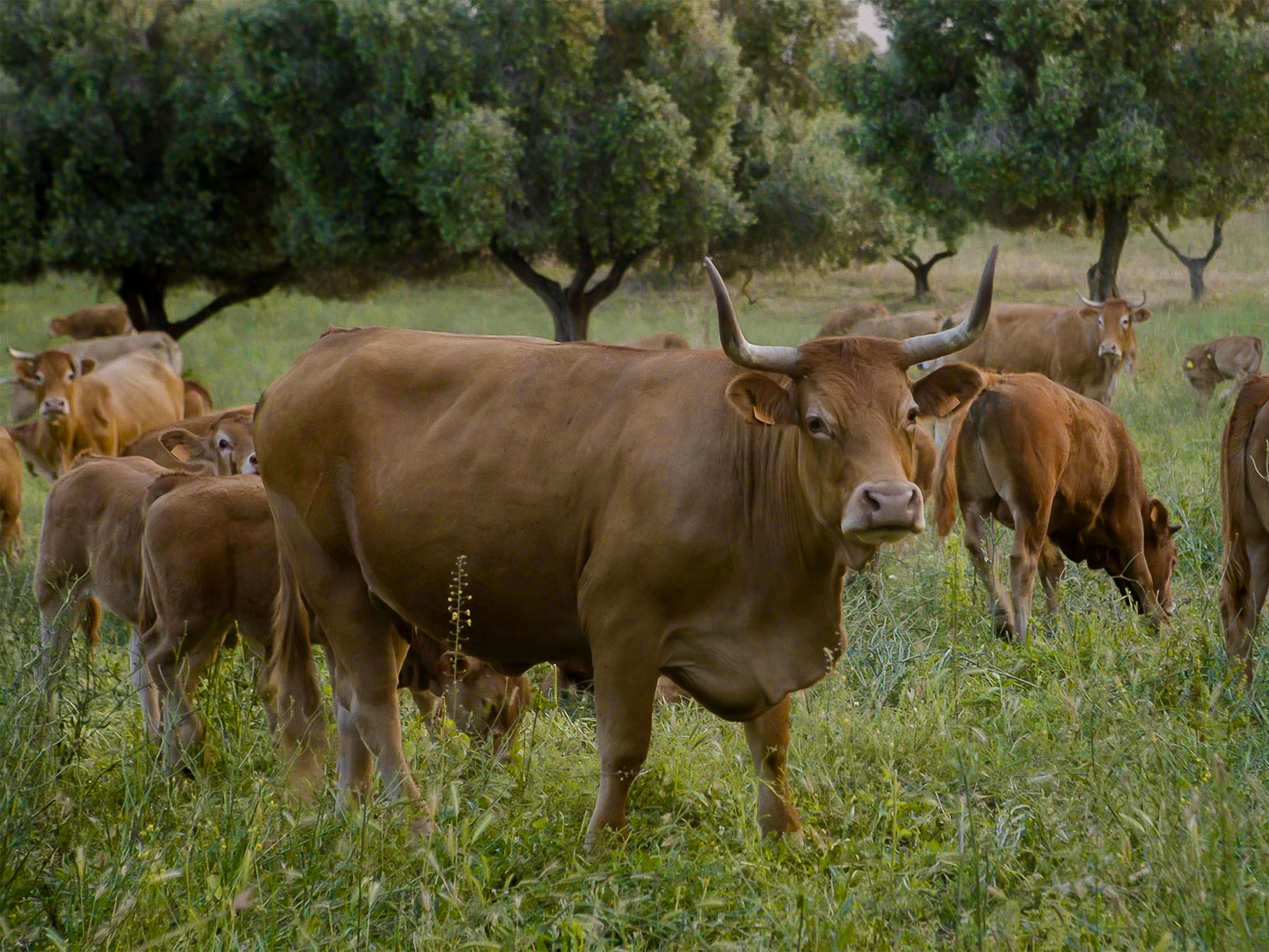 Azienda Agricola Boccea