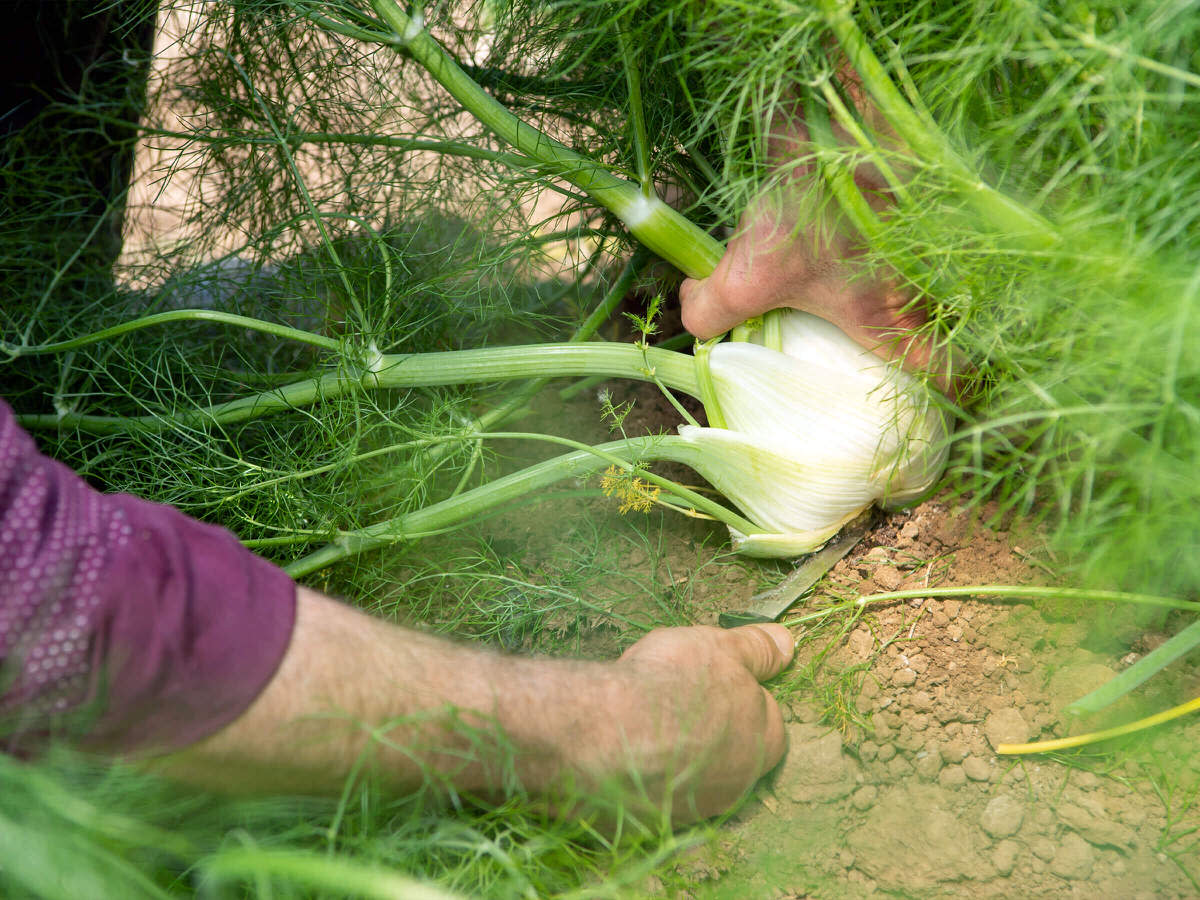 NaturaSi-Frutta-Verdura-Stagionale-Finocchio