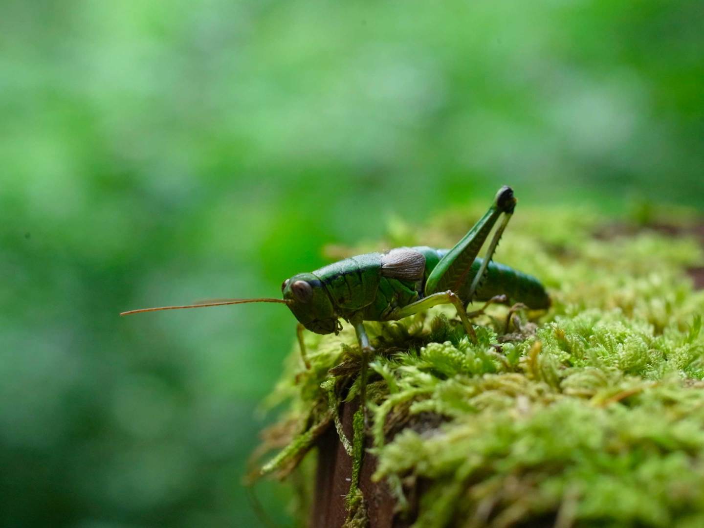 insetti cibobio