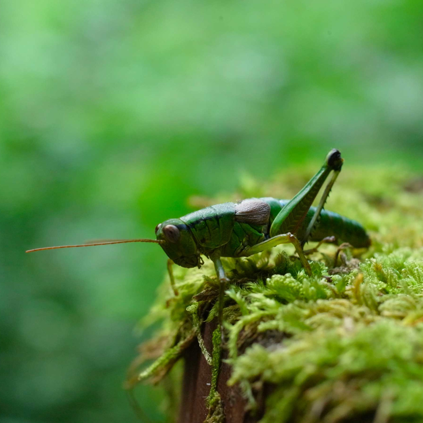 insetti cibobio