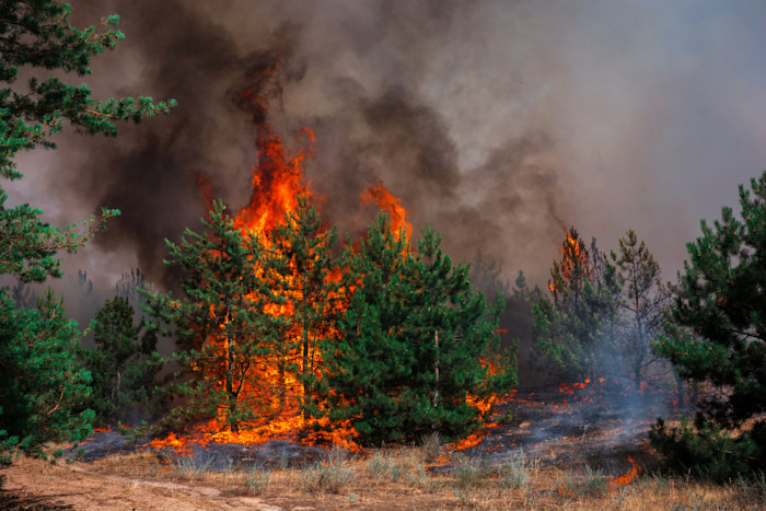 A wildfire engulfs a forest with tall trees ablaze, emitting intense orange flames and thick black smoke. Green foliage contrasts with the surrounding fire, and the sky is obscured by smoke. Dry grass is visible in the foreground.