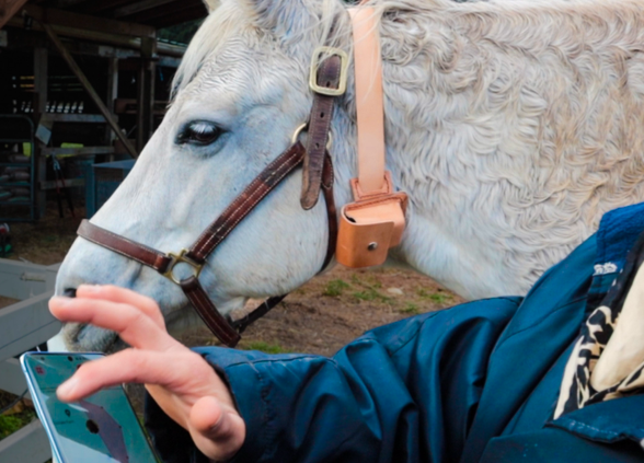 A white horse with a brown bridle stands next to a person wearing a blue jacket who is holding a smartphone. The horse curiously looks at the phone screen. The background shows a farm setting with a partially visible structure.