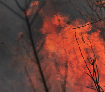 Flames and smoke rise against a dark sky in a fiery blaze, with branches of a tree silhouetted in the foreground.