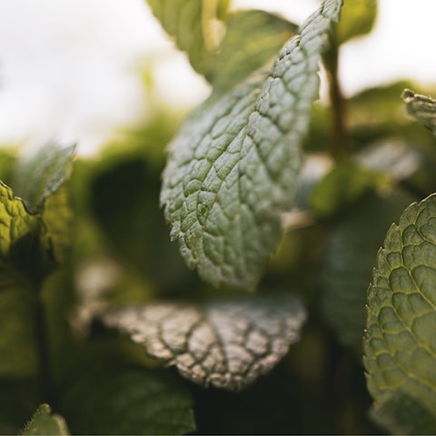 Discover how to ease your hay fever symptoms this summer