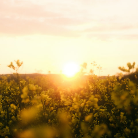 The Happiness Challenge - Day 11 - Positive thinking: How to do it, and how to let it fuel your life