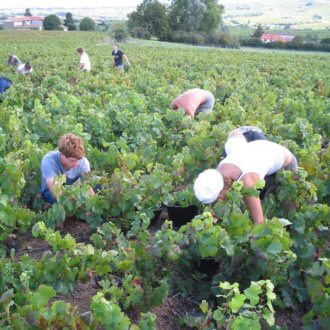 Beaujolais-frankreich-weinberg-wein-herbsturlaub-travel-lifestyle-trendblog