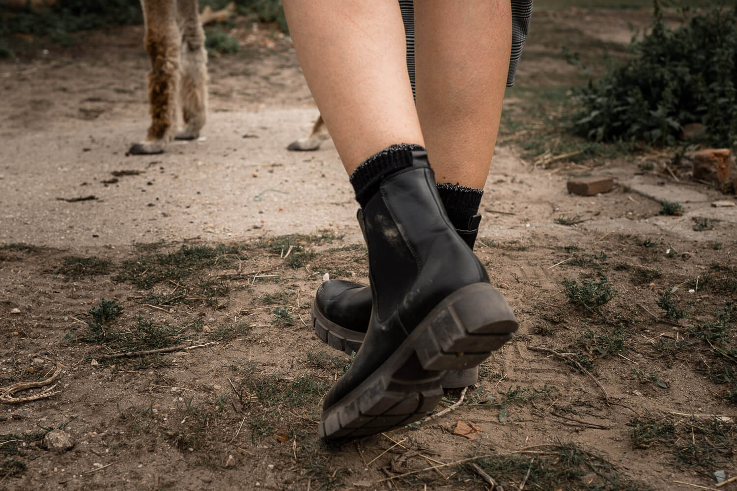 Chunky Chelsea Boots