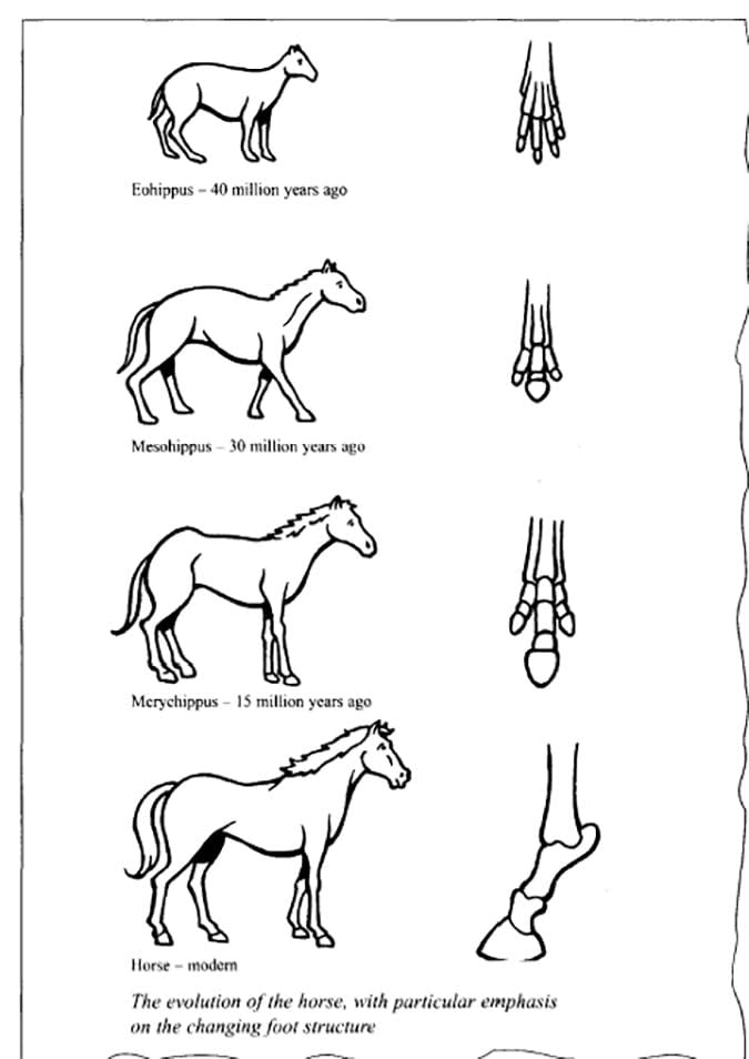 Diagram on the evolution of the horse - IELTS Writing Task 1