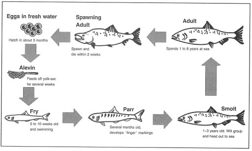 Process chart