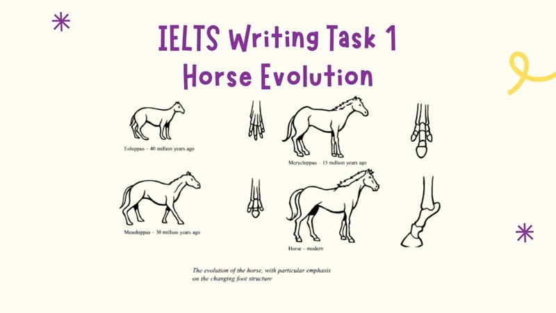 horse evolution ielts