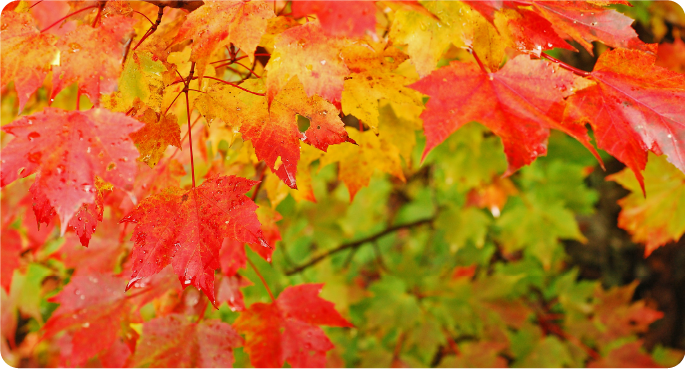 Five things to do in autumn in Canada | IDP Canada