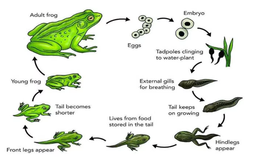 Frog Process