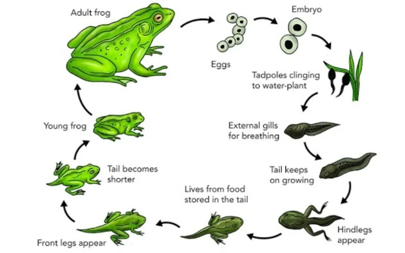 natural process ielts