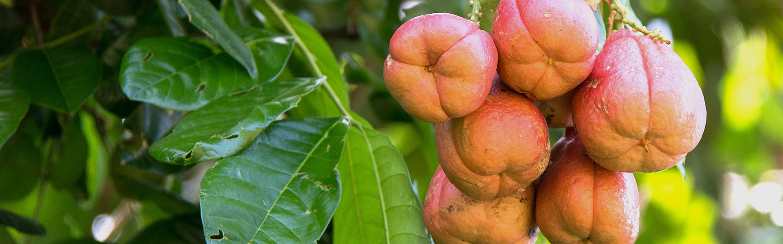 Ackee (<em>Blighia sapida</em>), Benin. Photo 2014 Rainer Skrovny via <a href="https://www.gbif.org/occurrence/911499652">iNaturalist Research-grade Observations</a>, licensed under <a href="http://creativecommons.org/licenses/by-nc/4.0/">CC BY-NC 4.0</a>. 