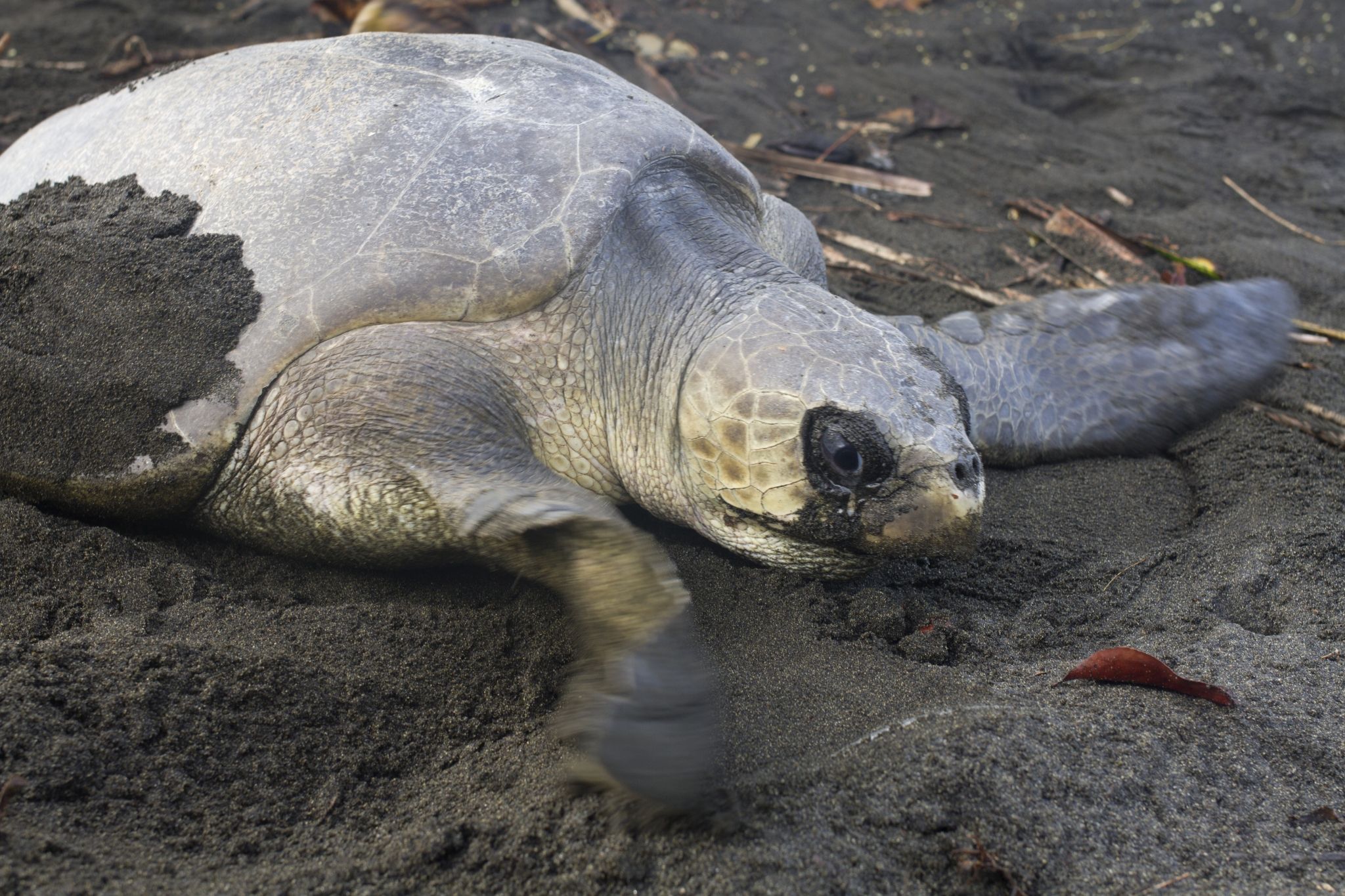 <a href="/occurrence/2550067488"><i>Lepidochelys olivacea</i></a> observed by Chris Quirin (<a href="http://creativecommons.org/licenses/by-nc/4.0/">CC BY-NC 4.0)