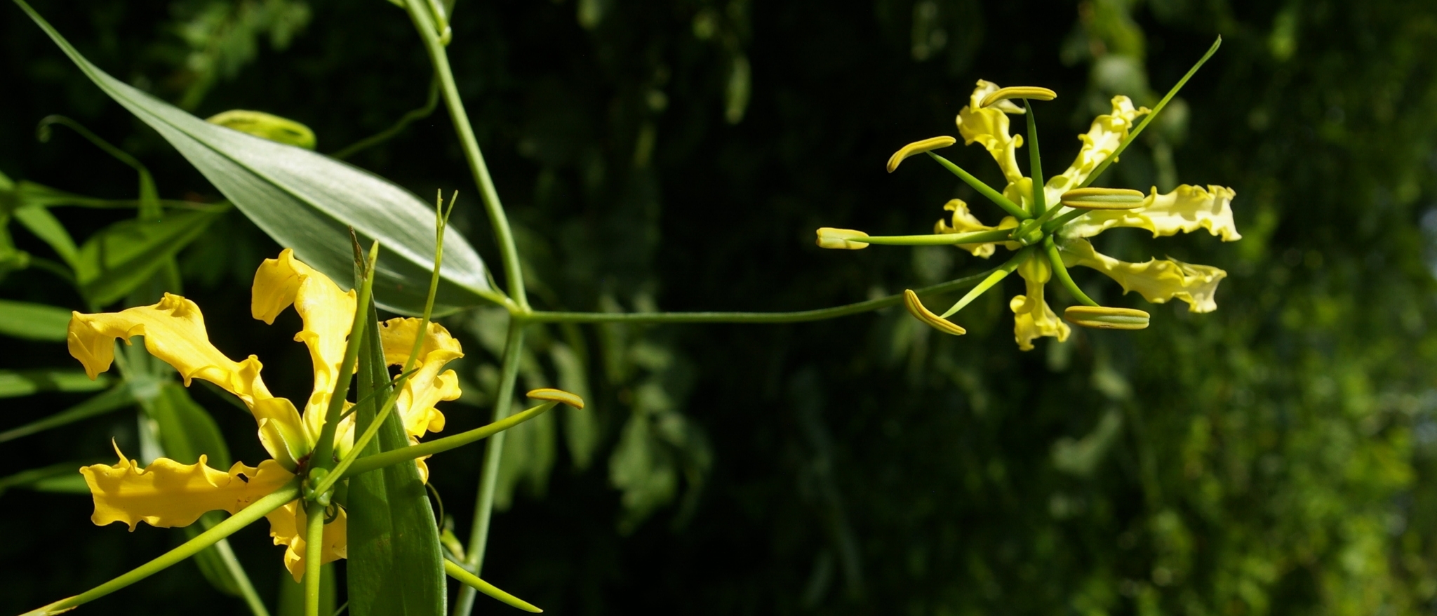 <a href="https://www.inaturalist.org/photos/732460"><i>Gloriosa superba L.</i></a>, Mozambique. Photo by <a href="https://www.inaturalist.org/people/graeme">Graeme White</a> licensed under <a href="https://creativecommons.org/licenses/by-nc/4.0/"> CC BY-NC 4.0<a/>