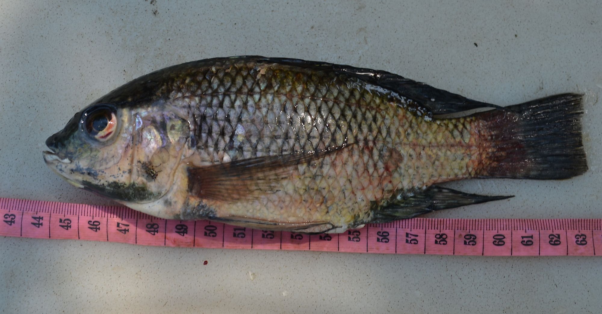 <a href="/occurrence/2642965379">Blue spotted tilapia (<i>Oreochromis leucostictus</i>)</a> collected in Nyamusagani Inshore, Uganda. Photo via The National Fisheries Resources Research Institute (NaFIRRI).