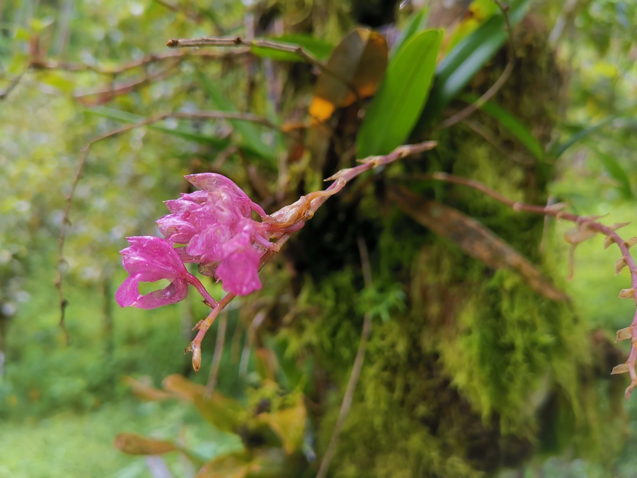 <a href="/occurrence/2429279868"><i>Rodriguezia lanceolata</i> Ruiz & Pav.</A> observed in Colombia by Johnnier Arango (licensed under http://creativecommons.org/licenses/by-nc/4.0/)