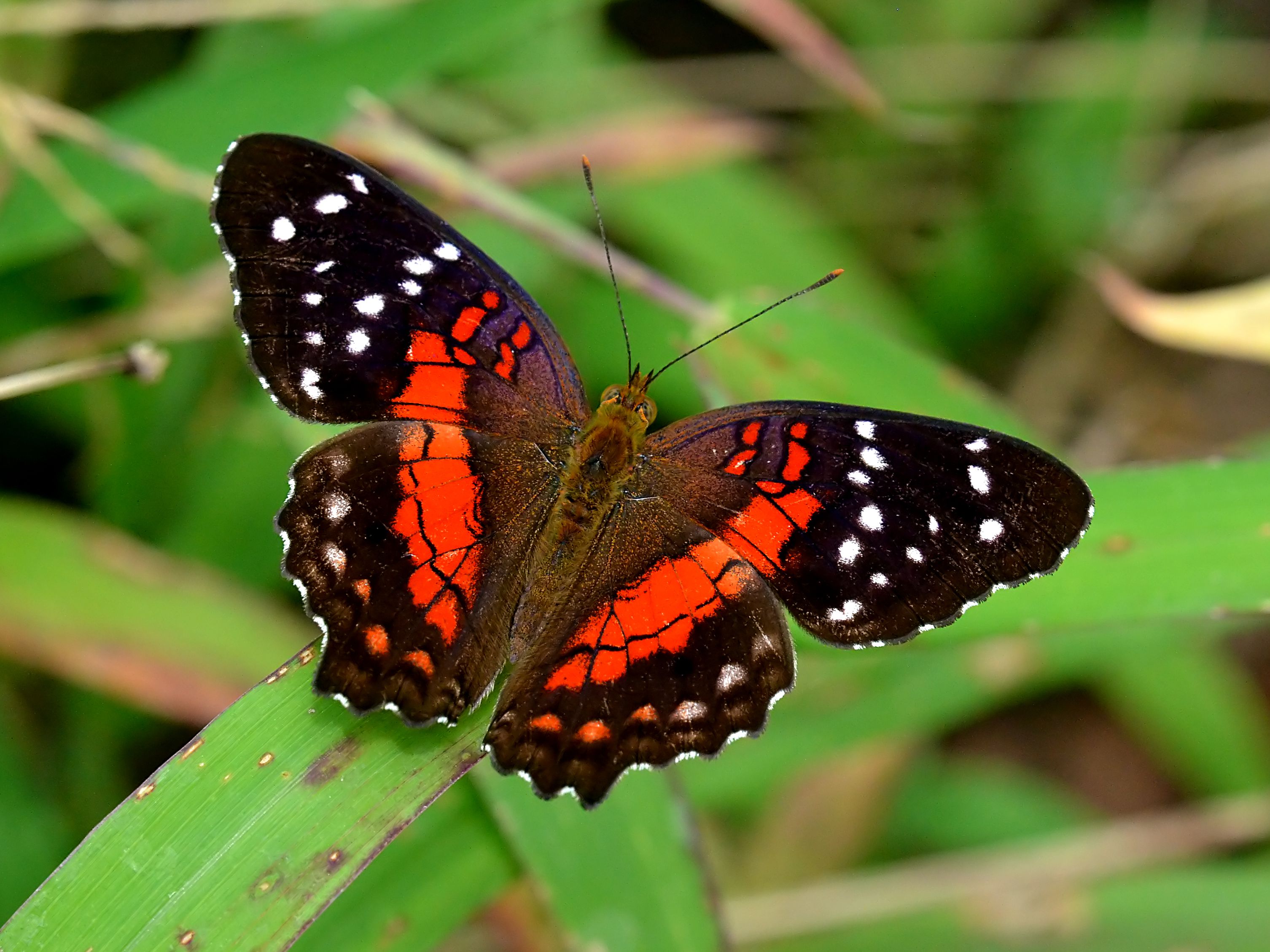 <p>Scarlet peacock (<em>Anartia amathea amathea</em>), Suriname. Photo by <a href="https://www.flickr.com/photos/bathyporeia/">Hans Hillewaert</a> via <a href="https://www.flickr.com/photos/bathyporeia/13808419723/in/photolist-n3cL78-dx2V4N-gHmEvN-dwoyDH-akuvKJ-dx2Szw-dx2Wd9-dwovGr-akrGLz-gHnirG-bjQPU7-dx2Vf9-dwozmB-nkR9Gu-dwu3EU-gHnCHV-akuwyS-dwWnBP-akuwuL-dwuetu-dwoywg-dwWua4-gHnjgh-gHnpKc-dwued5-akqtPU-dx32sA-sagNkV-gHmcaJ-dwoBmg-dwWvi2-ftJibz-dwoxsz-gHn8tT-py7CKP-akrGHF-gHo4wT-dwu3mQ-dx2TTW-gHkLTh-akuyTJ-dwWsNt-bxKL1c-dx2ZZA-dwu3Ny-dwu8MG-akuzzC-ePcMTv-SxvfdA-STwKuG">Flickr</a>. Licensed under <a href="https://creativecommons.org/licenses/by-nc-nd/2.0">CC BY-NC-ND 2.0</a>.</p>
