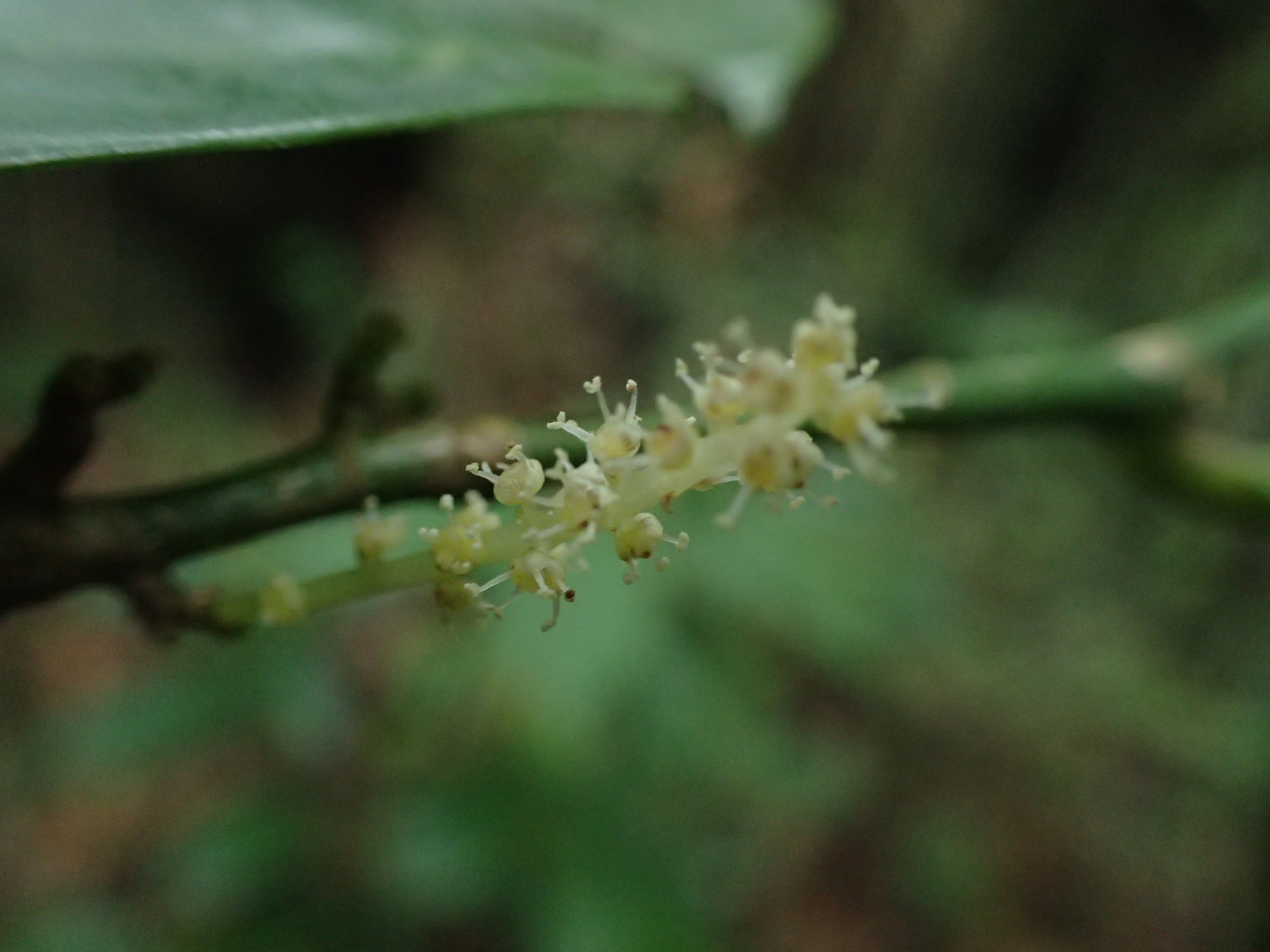 <a href="/occurrence/2806587465"><i>Thecacoris manniana</i></a> collected in São Tomé and Príncipe by Lewis Eduardo. Photo via Missouri Botanical Garden (<a href="http://creativecommons.org/licenses/by-nc-nd/3.0/">CC BY-NC-ND 3.0)