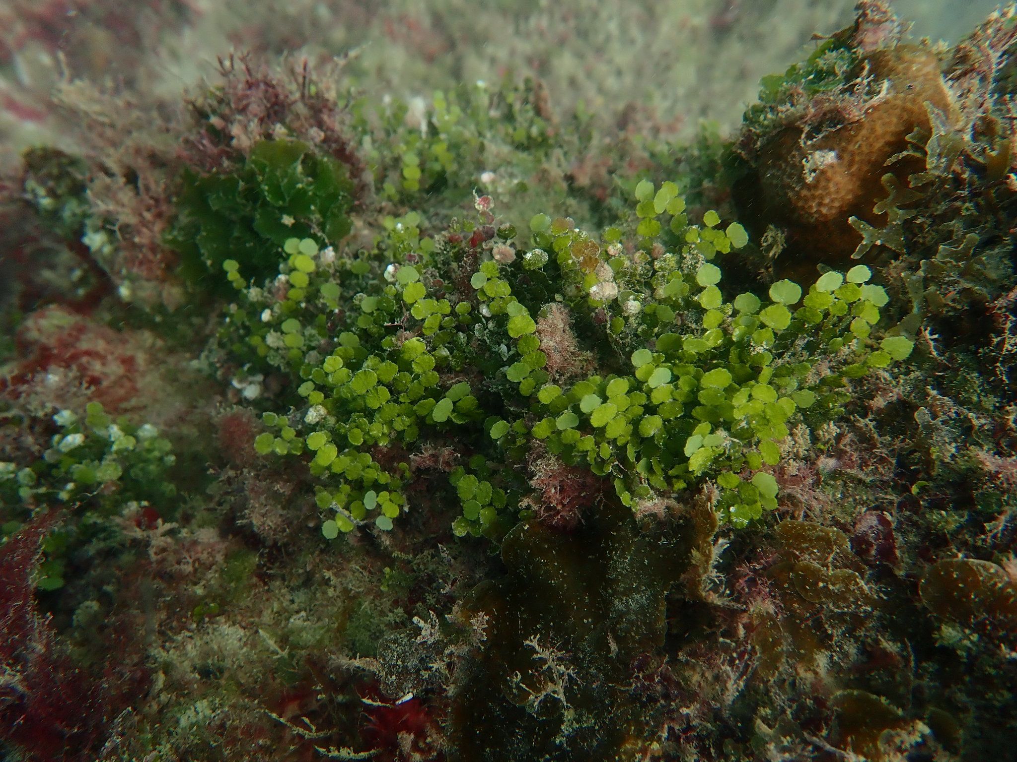 <a href="/occurrence/2456512053"><i>Halimeda tuna</i> var. <i>platydisca</i> (Decaisne) Børgesen, 1911</a> observed in Dominican Republic by Andreina Valdez-Trinidad (<a href="http://creativecommons.org/licenses/by-nc/4.0/">CC BY-NC 4.0</a>)