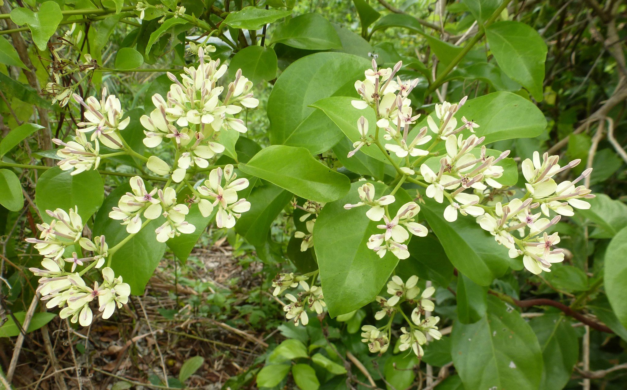 <a href="/occurrence/2641381719"><i>Usteria guineensis </i></a> observed in Côte d’Ivoire
 by Carel Jongkind (<a href="http://creativecommons.org/licenses/by-nc/4.0/">CC BY-NC 4.0</a>)