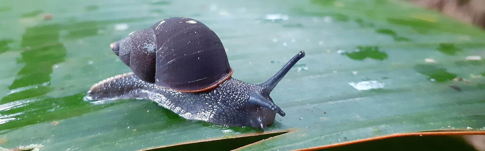 The land snail <em>Pachnodus niger</em> is listed as endangered on the <a href="https://www.iucnredlist.org/species/168117/6453496">IUCN Red List of Threatened Species</a>. Photo 2020 nasreenkhanconservation via <a href="https://www.gbif.org/occurrence/3013917676">iNaturalist Research-grade Observations</a>, licensed under <a href="http://creativecommons.org/licenses/by-nc/4.0/">CC BY-NC 4.0</a>.