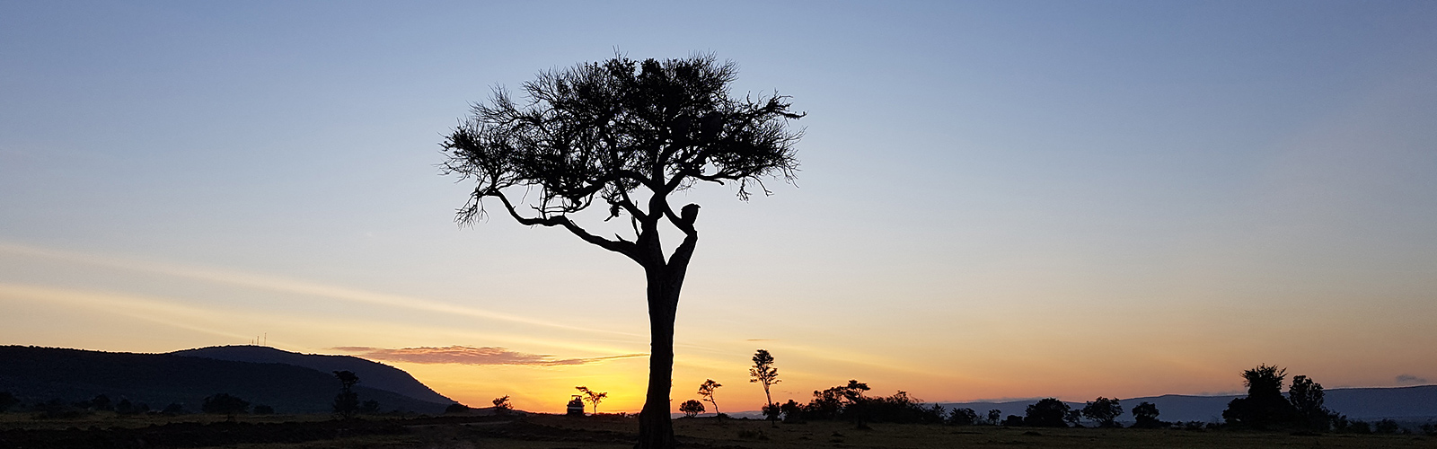 The African white-backed vulture (<em>Gyps africanus</em>) is listed as critically endangered on the <a href="https://www.iucnredlist.org/species/22695189/126667006">IUCN Red List of Threatened Species</a>. Photo 2018 Amaël Borzée via <a href="https://www.gbif.org/occurrence/1978424300">iNaturalist Research-grade Observations</a>, licensed under <a href="http://creativecommons.org/licenses/by-nc/4.0/">CC BY-NC 4.0</a>.