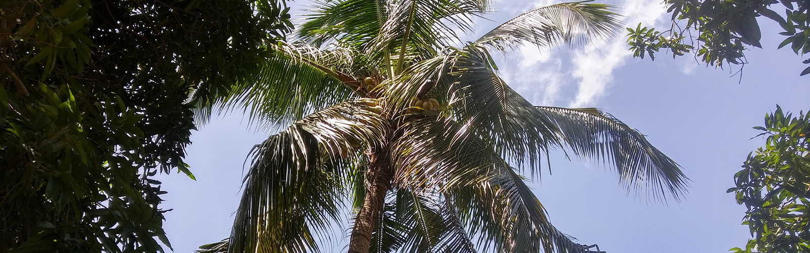 Coconut (<em>Cocos nucifera</em>), Eti-Osa, Nigeria. Photo 2017 Rytis via <a href="https://www.gbif.org/occurrence/2596089110">iNaturalist Research-grade Observations</a>, licensed under <a href="http://creativecommons.org/licenses/by-nc/4.0/">CC BY-NC 4.0</a>.