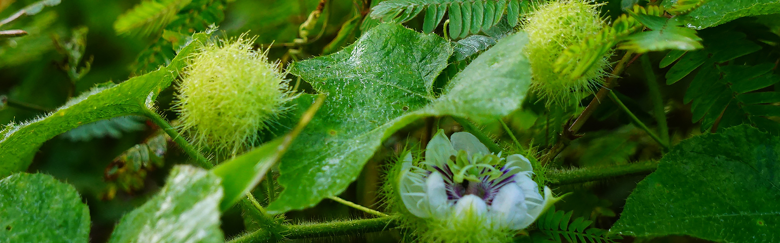 Stinking passionflower (<em>Passiflora foetida</em>), Brokopondo, Suriname. Photo 2018 Maheva Bagard Laursen via <a href="https://www.gbif.org/occurrence/1986514616">iNaturalist Research-grade Observations</a>, licensed under <a href="http://creativecommons.org/licenses/by-nc/4.0/">CC BY-NC 4.0</a>.