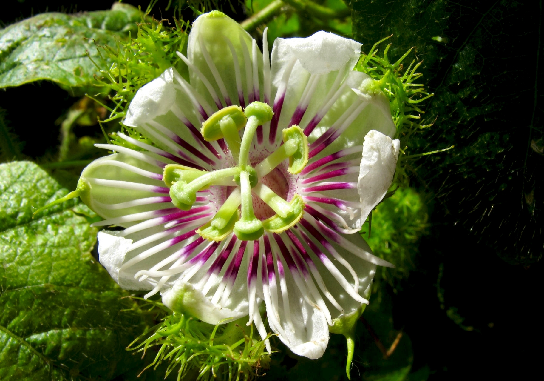 <p>Stinking passionflower (Passiflora foetida), Tonga, from <a href="/dataset/50c9509d-22c7-4a22-a47d-8c48425ef4a7">iNaturalist Research-grade Observations</a>. <a href="https://www.inaturalist.org/observations/3320906">Photo</a> by John Barkla licensed under <a href="https://creativecommons.org/licenses/by-nc/4.0">CC BY-NC 4.0</a></p>