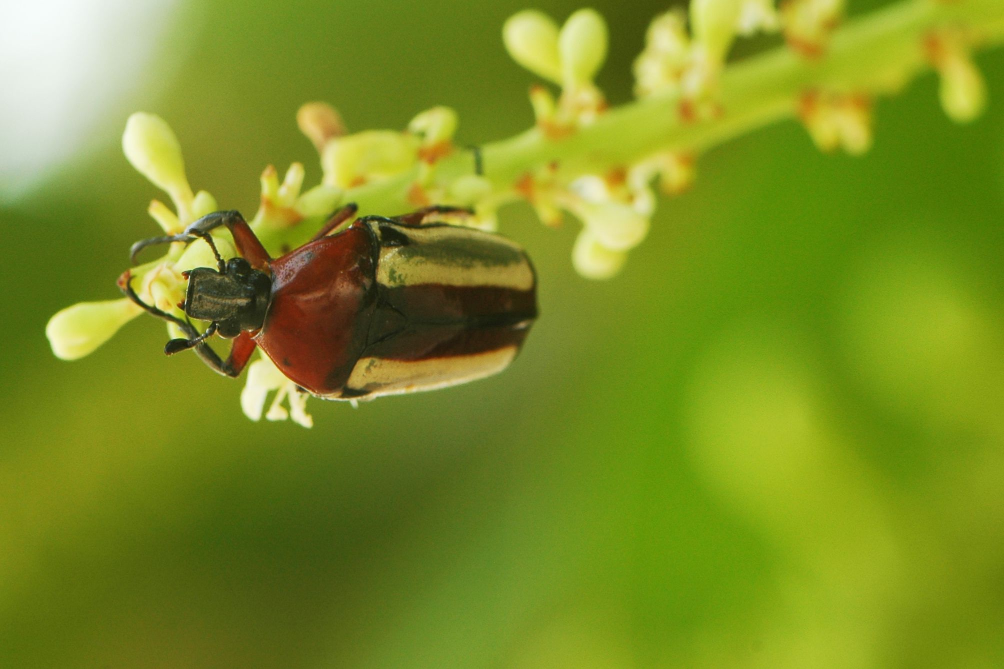 <p>Chlorocala guerini (Janson, 1888), Senegal, from&nbsp;<a href="https://demo.gbif.org/dataset/50c9509d-22c7-4a22-a47d-8c48425ef4a7">iNaturalist Research-grade Observations</a>. <a href="https://www.inaturalist.org/observations/37561">Photo </a>by Lies Van Rompaey licensed under <a href="https://creativecommons.org/licenses/by/2.0/">CC BY</a></p>
