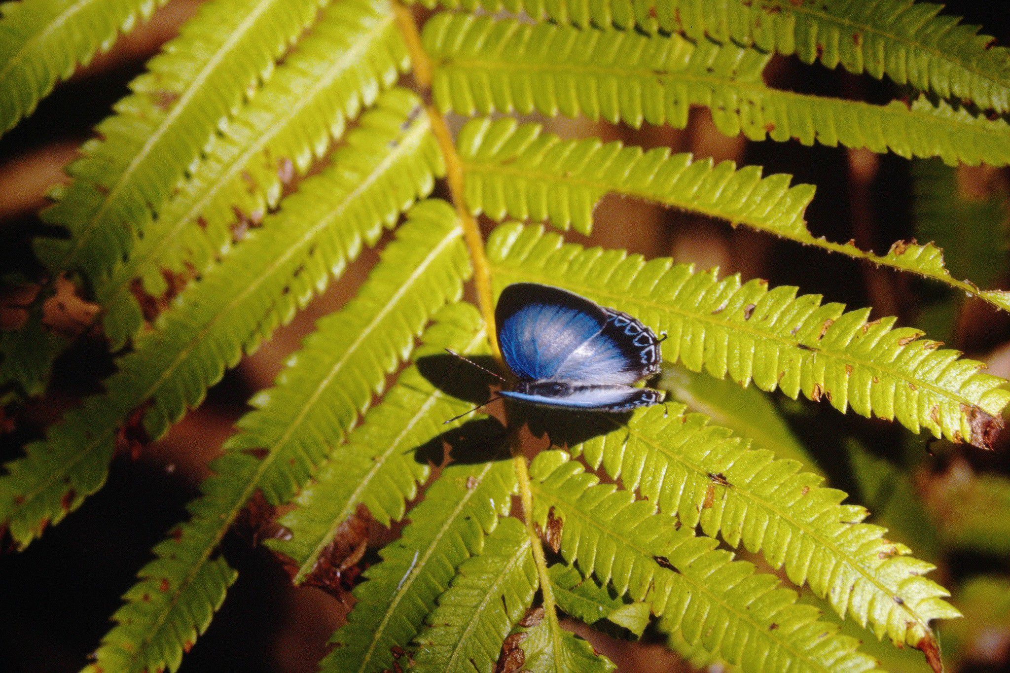 <a href="/occurrence/2963945937"><i>Hypochlorosis ancharia</i> Hewitson, 1869</a>
observed in Papua New Guinea by thierrycordenos (<a href="http://creativecommons.org/licenses/by-nc/4.0/">CC BY-NC 4.0</a>)