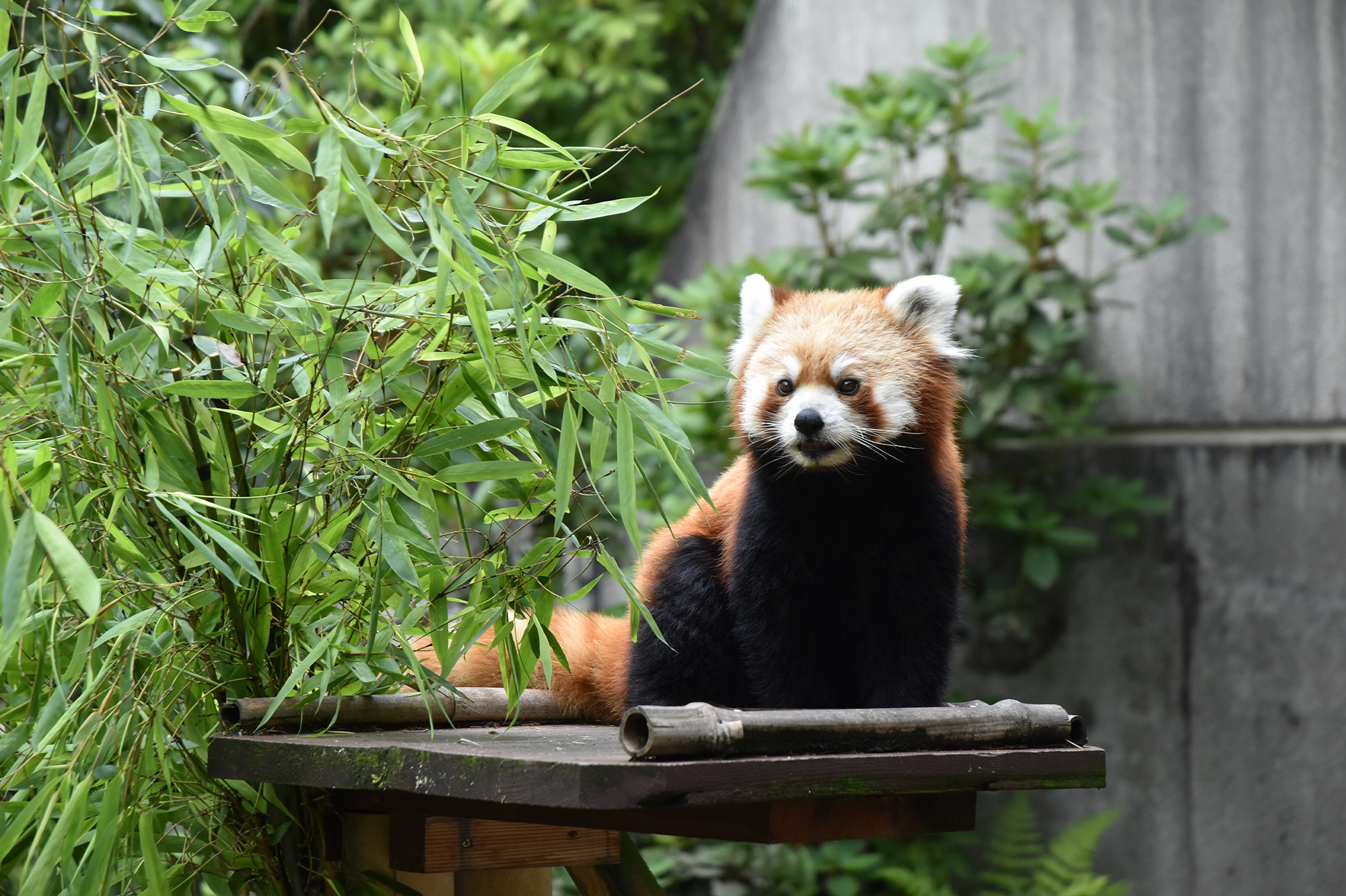 Ishikawa Zoo | Ishikawa Travel