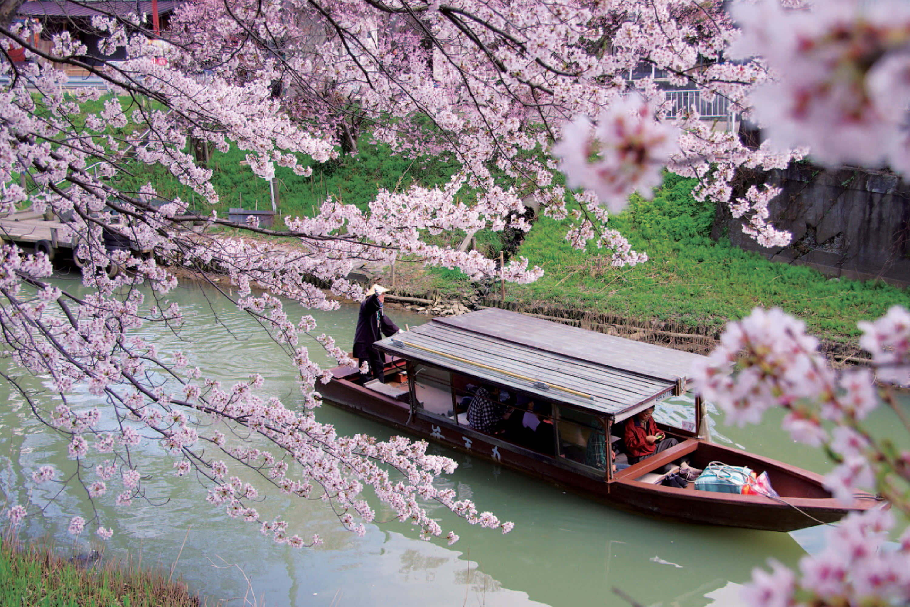 Daishoji River Boat Ride (Cherry Blossoms) Ishikawa Travel