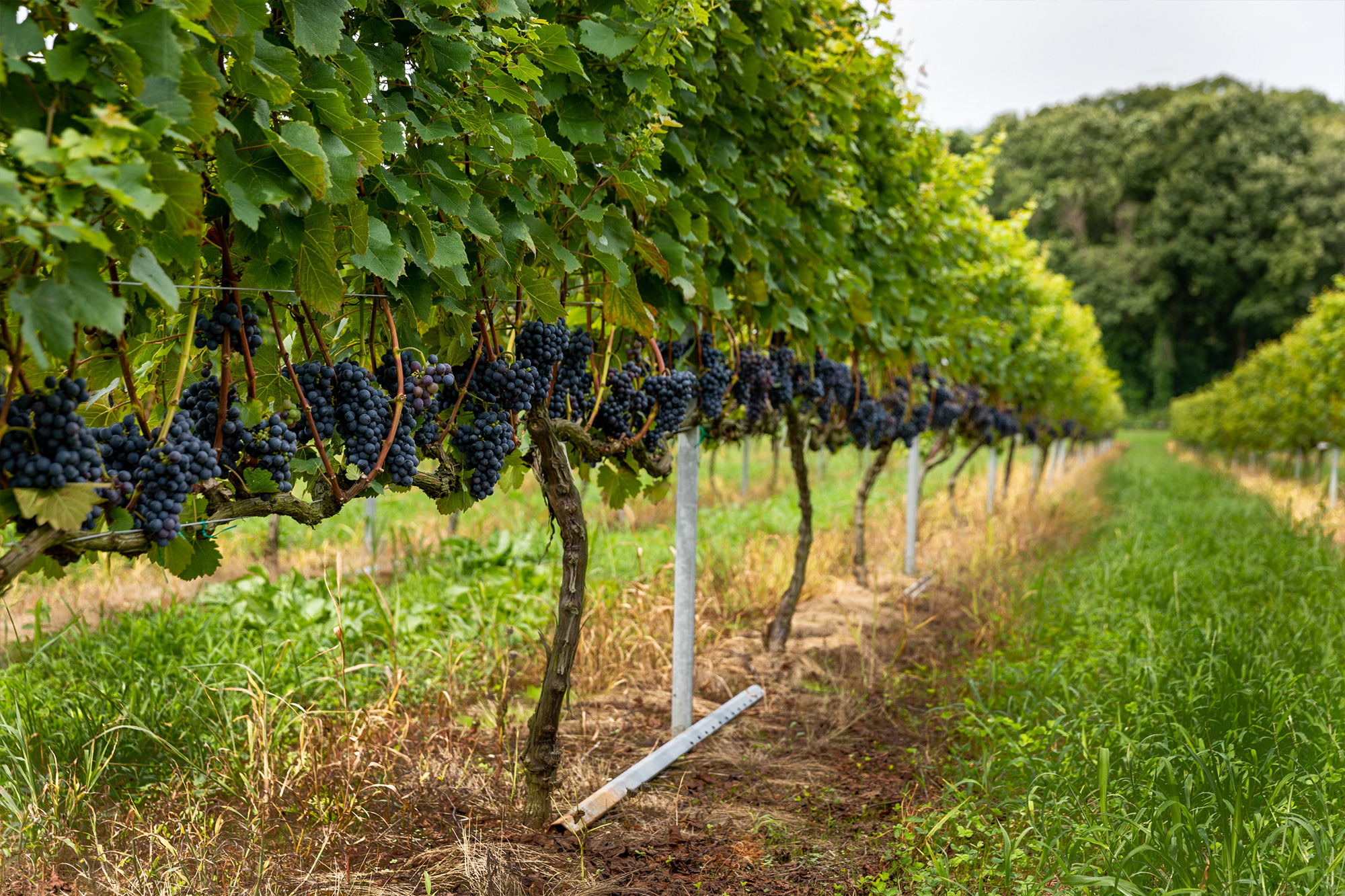 Rankoshi ITO Vineyard、Due Punti Vineyard Rankoshi ITO Vineyard、Due Punti Vineyard