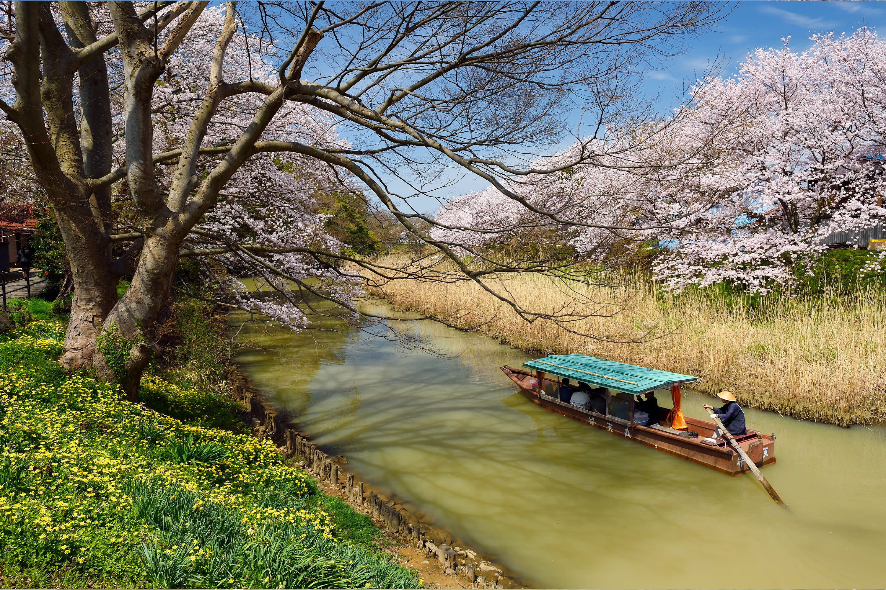 Daishoji River Boat Ride (Cherry Blossoms) Ishikawa Travel