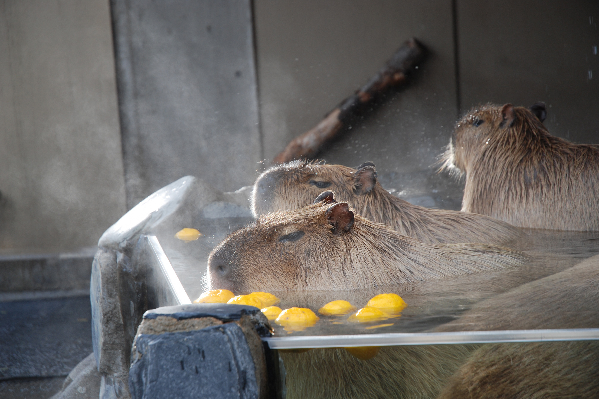 Amazon.com: Learning Resources Jumbo Zoo Animals I Monkey
