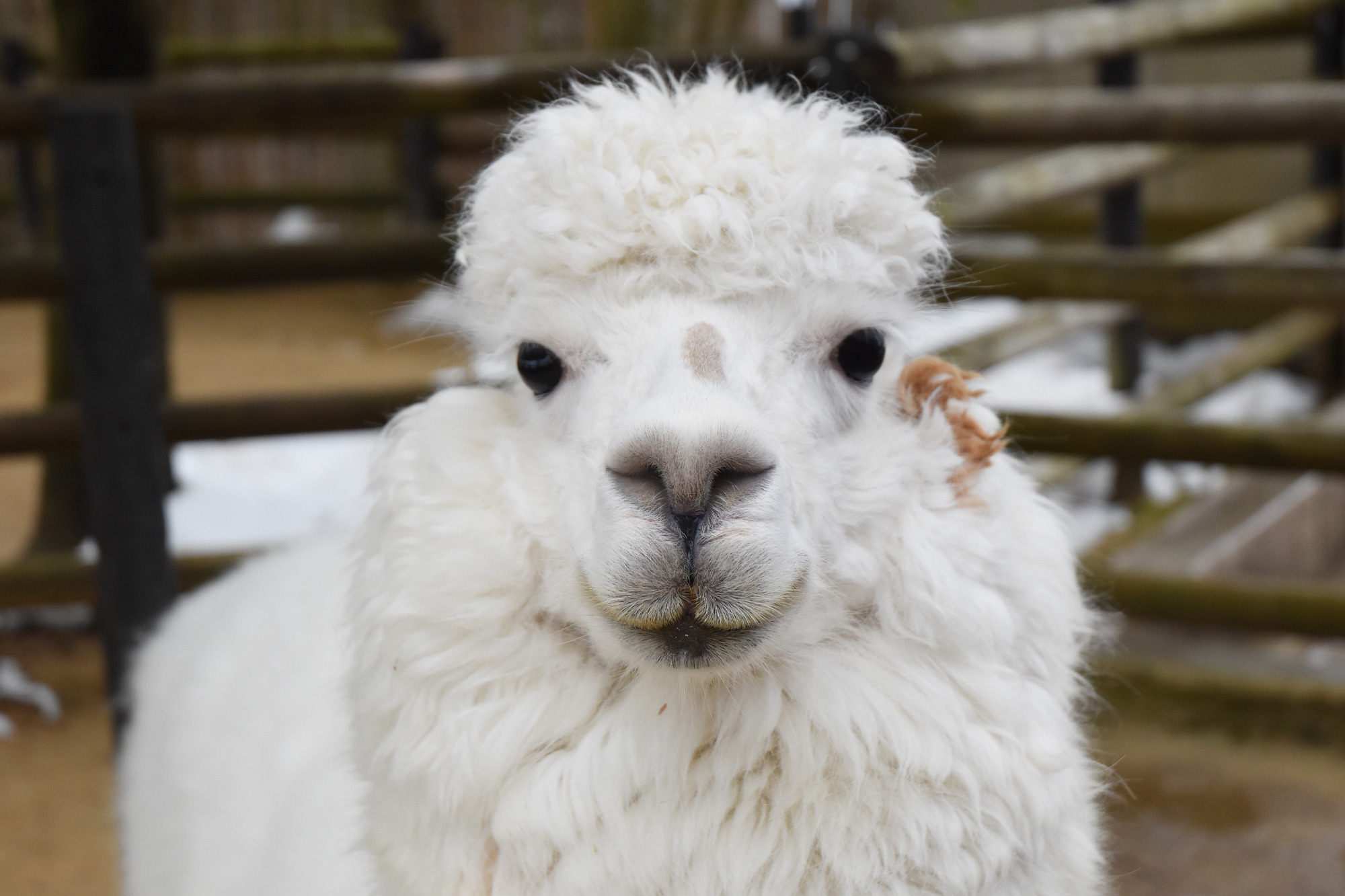動物園学 - Zoo Animals sddefault.jpg