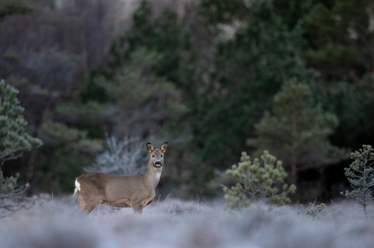 Roe deer in frosty forest