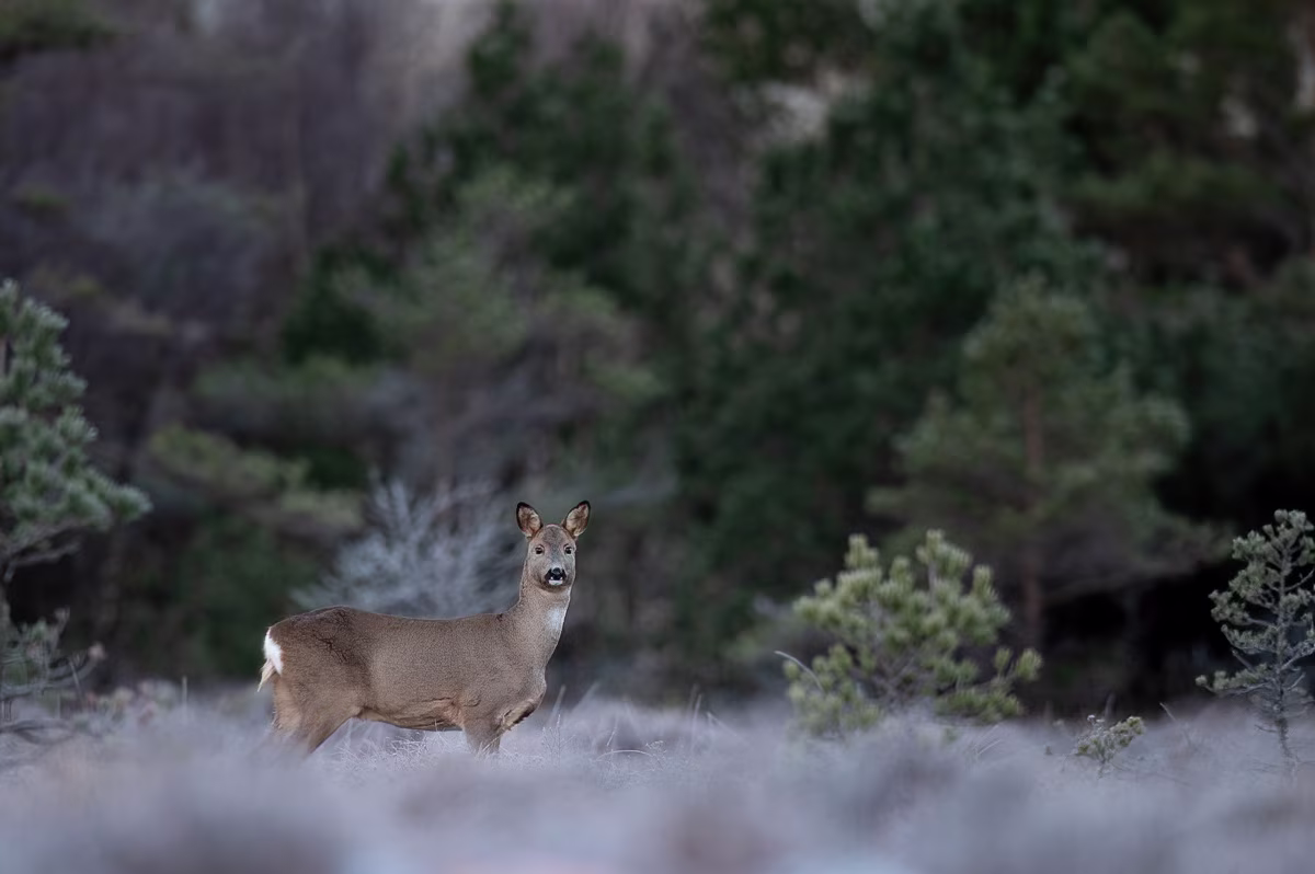 Roe deer in frosty forest