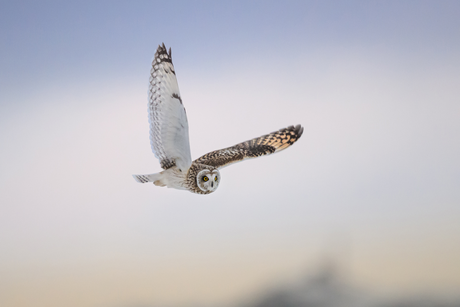 Short-eared owl flying in soft winter light