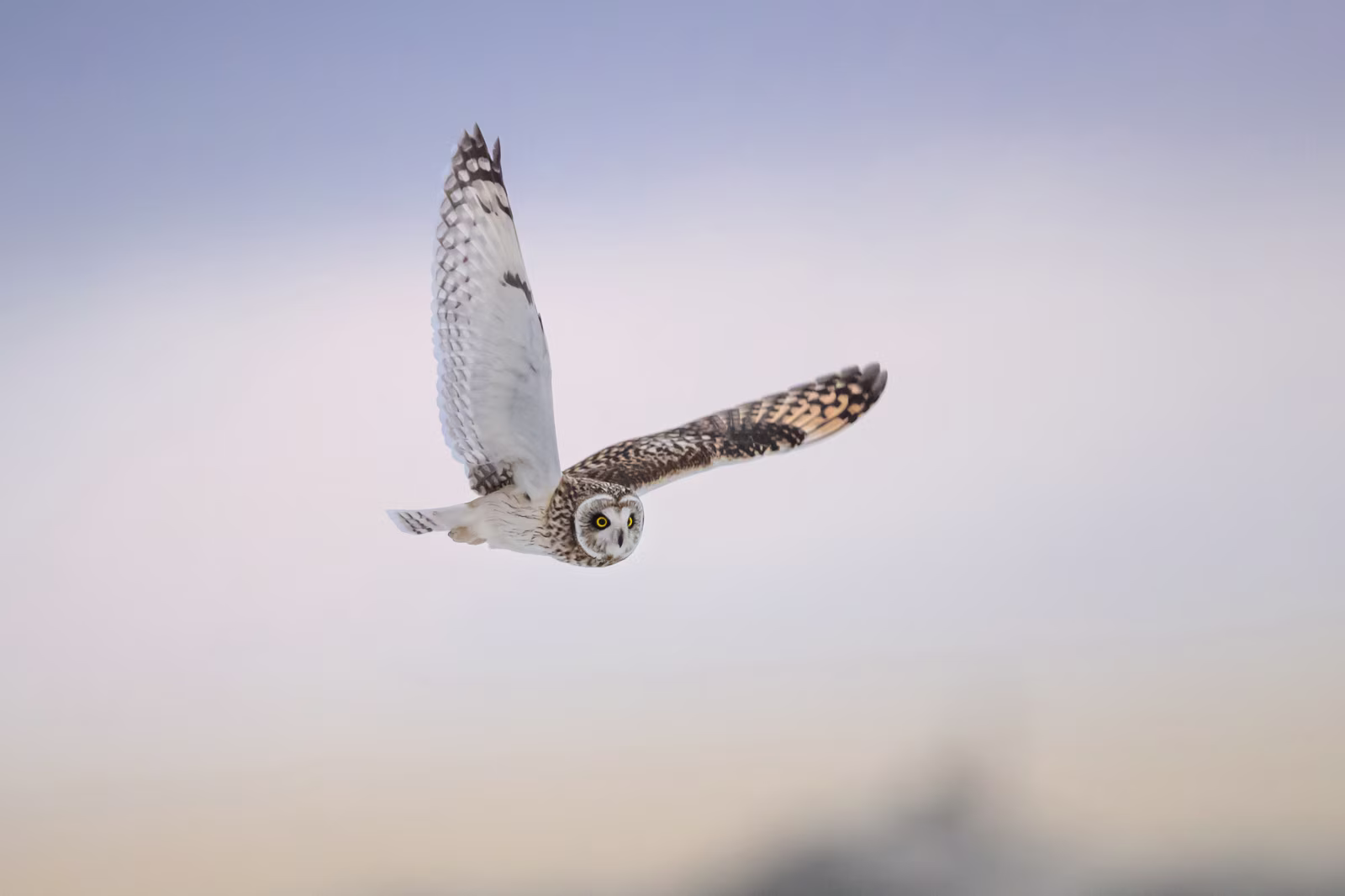 Short-eared owl flying in soft winter light