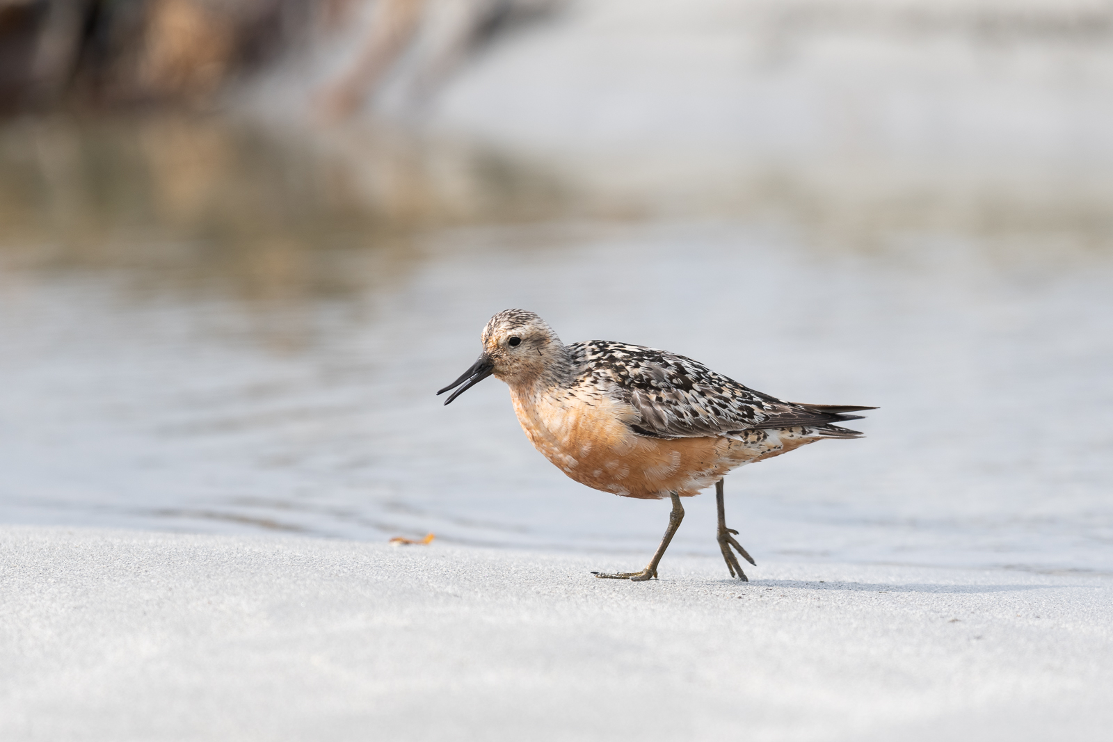 Red knot walking in the sand