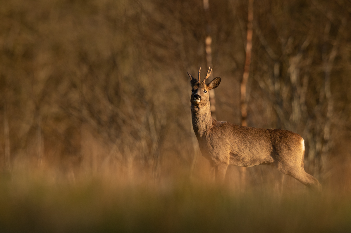 Roe deer buck in the meadow