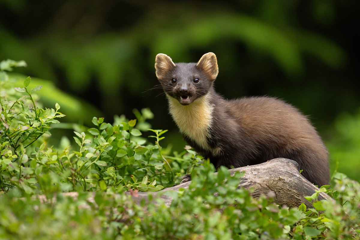 Pine marten in the blueberry heather