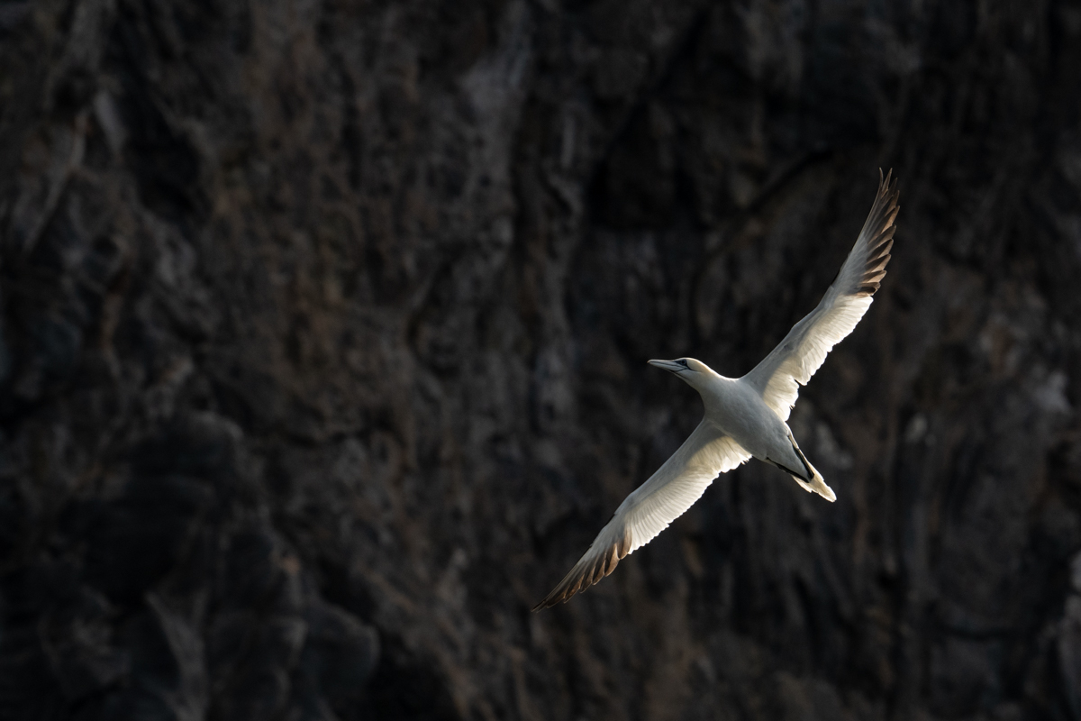 Northern gannet under the bird cliff