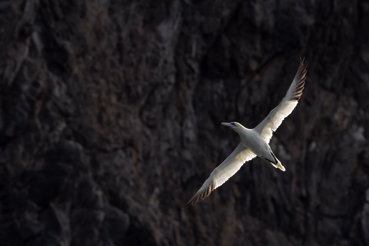 Northern gannet under the bird cliff