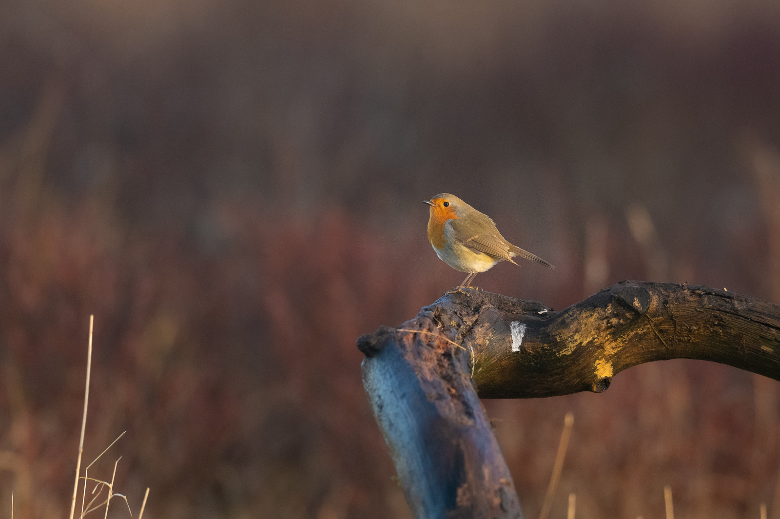 Robin resting on a stick