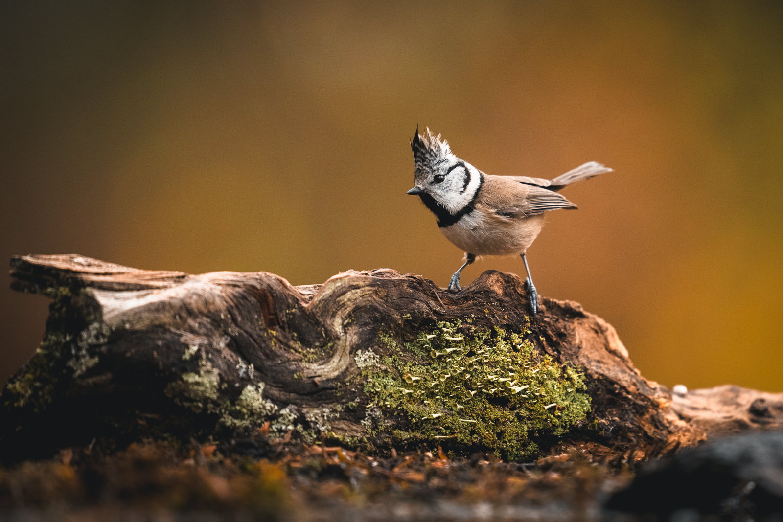 Crested tit on an old log